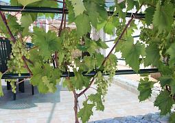 Apartmány 3298-1175