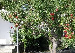 Apartmány 1355-6361