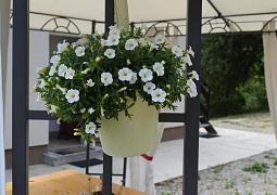 Apartmán 24875