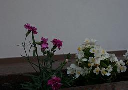 Apartmán 6375