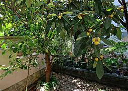 Apartmán A-24450-a